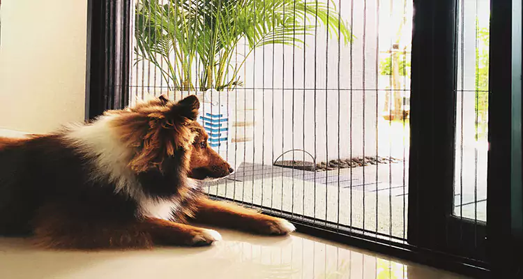 Sliding Screen Pet Door Repair in Land O' Lakes, FL