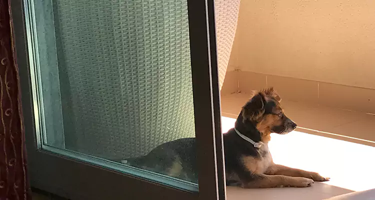 French Door Pet Screen Repair in Land O' Lakes, FL